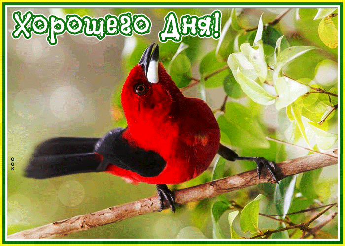 Сверкающая открытка хорошего дня Сверкающая открытка хорошего дня