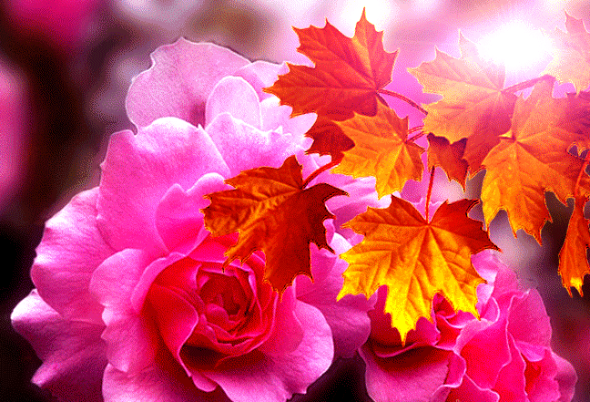 Гифка Яркой и теплой осени, Осенние цветы мерцающие Гифка Яркой и теплой осени, Осенние цветы мерцающие