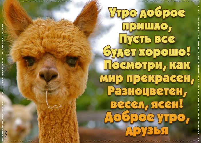 Позитивная и смешная открытка доброе утро, приятного пробуждения, добрые пожелания! Позитивная и смешная открытка доброе утро, приятного пробуждения, добрые пожелания!