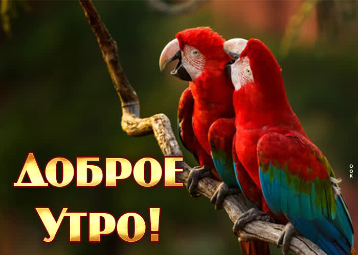 Очаровательная картинка доброе утро с попугаями! Очаровательная картинка доброе утро с попугаями!