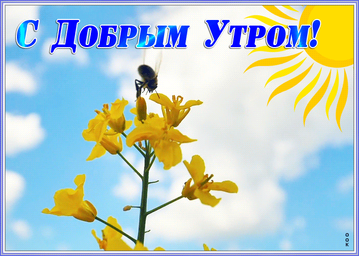 Картинка прекрасного утра Картинка прекрасного утра