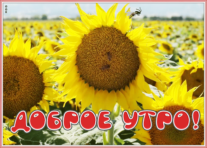 Открытка доброе утро с подсолнухами Открытка доброе утро с подсолнухами
