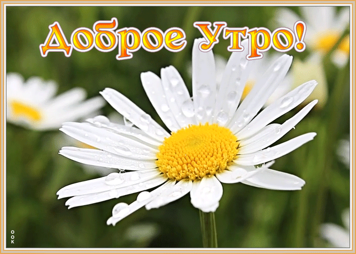 Открытка доброе утро с ромашкой Открытка доброе утро с ромашкой