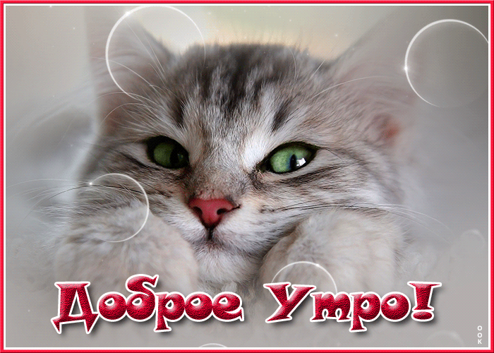 Анимационная Открытка доброе утро с чудесным котом Анимационная Открытка доброе утро с чудесным котом