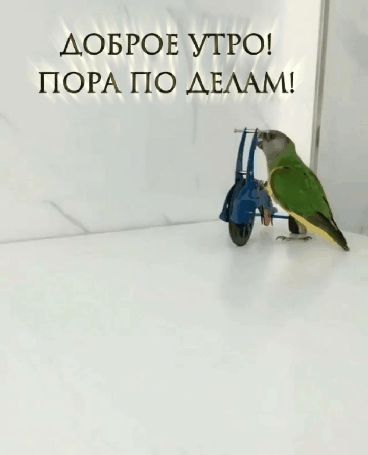 Смешная анимированная картинка с попугаем, доброе утро пора по делам! Смешная анимированная картинка с попугаем, доброе утро пора по делам!