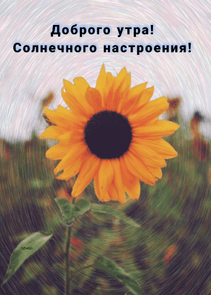 Прикольная гиф открытка доброго утра и солнечного настроения с подсолнухом! Доброе утро картинки красивые женщине мерцающие Прикольная гиф открытка доброго утра и солнечного настроения с подсолнухом! Доброе утро картинки красивые женщине мерцающие