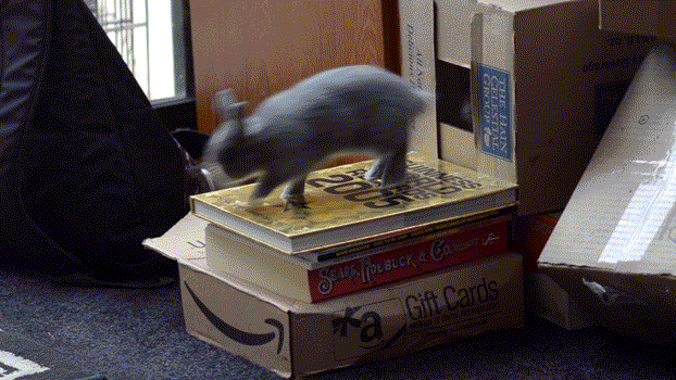 Ржачная анимация гифки, Смешные анимированные кролики