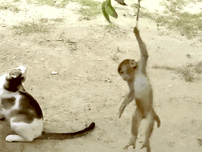 Прикольные анимации с животными Прикольные анимации с животными