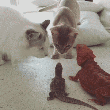 10 забавных гифок с животными. Гифки с животными, Смешные животные гиф 10 забавных гифок с животными. Гифки с животными, Смешные животные гиф