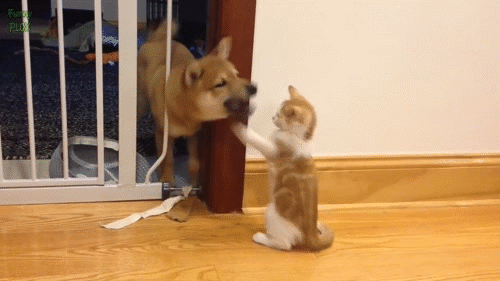 Анимация Щенок Сиба-ину играет с кошкой, Интересные гифы про животных, Прикольные гифки про животных Анимация Щенок Сиба-ину играет с кошкой, Интересные гифы про животных, Прикольные гифки про животных