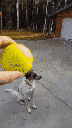 Забавная gif картинка ну очень ленивый пёс