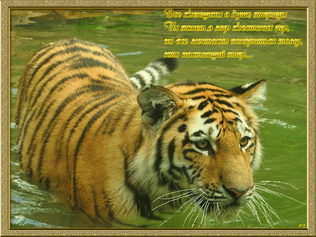 Анимационные открытки с тиграми. Анимационные открытки с тиграми.