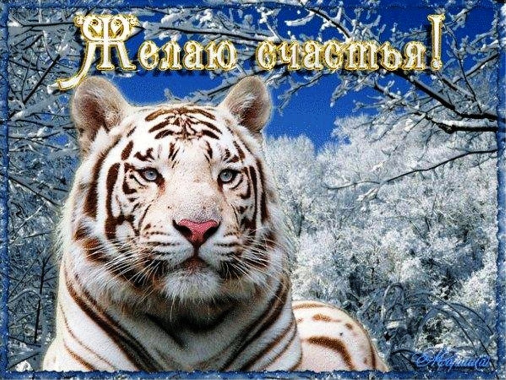 Белый тигр открытка, Поздравления с днём рождения с тигром Белый тигр открытка, Поздравления с днём рождения с тигром