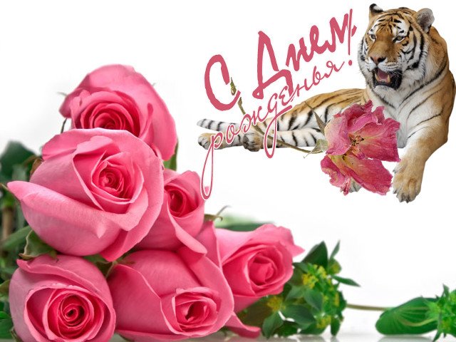 Открытки с днем рождения для девушек, фото с тигром! Открытки с днем рождения для девушек, фото с тигром!