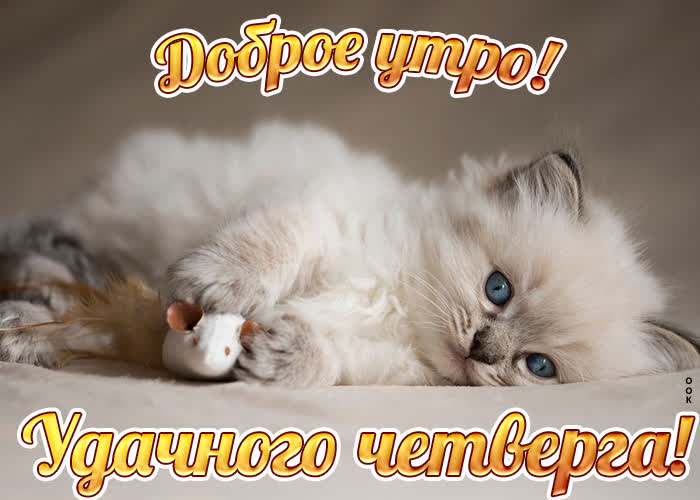 Картинка удачного четверга с котиком Картинка удачного четверга с котиком