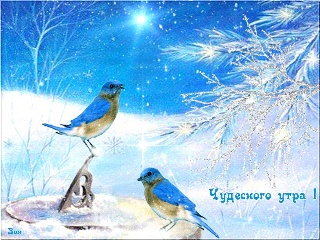 Доброго зимнего утра с птичками Доброго зимнего утра с птичками