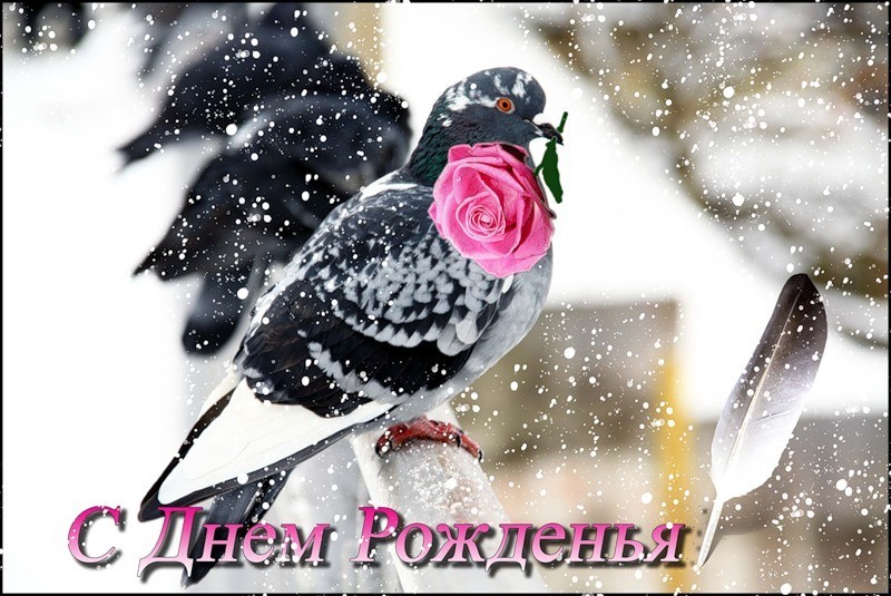 Красивые новые Открытки с днём рождения зимой Красивые новые Открытки с днём рождения зимой