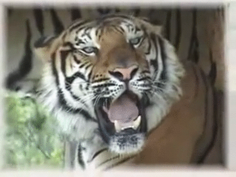 Гифка тигр рычит Гифка тигр рычит