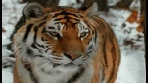 Уссурийский тигр гифка Уссурийский тигр гифка