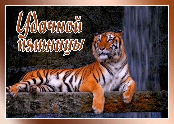 Оригинальная картинка с пятницей, символ 2022 года Тигр!