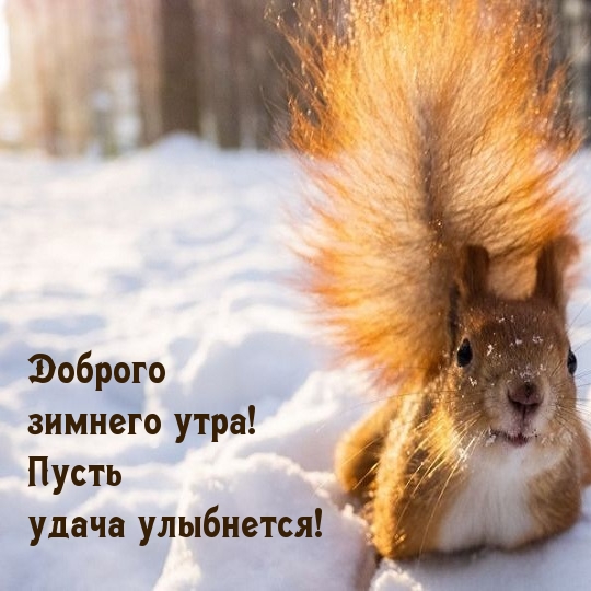 Очень красивая и необычная картинка с пожеланием доброго зимнего утра с белочкой на снегу!