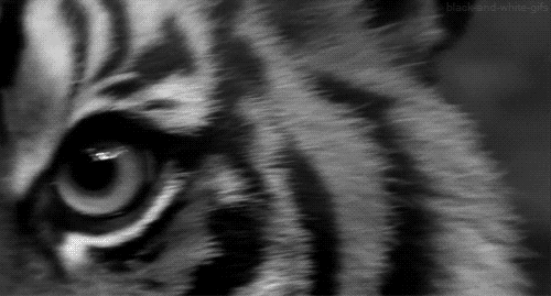 Глаз тигра гиф Глаз тигра гиф
