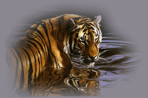 Анимированный тигр на Аватарку Анимированный тигр на Аватарку