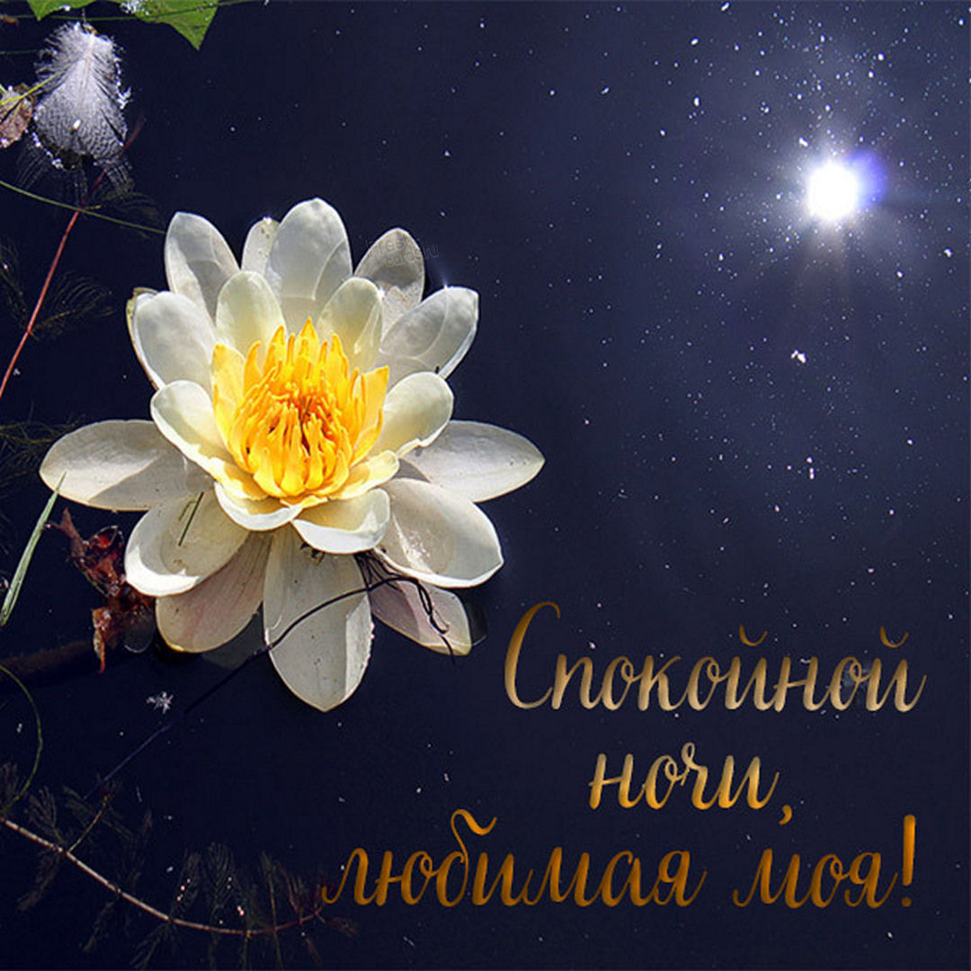 Красивая открытка с лотосом, спокойной ночи любимая моя!