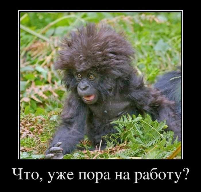 Хостинг картинок yapx.ru