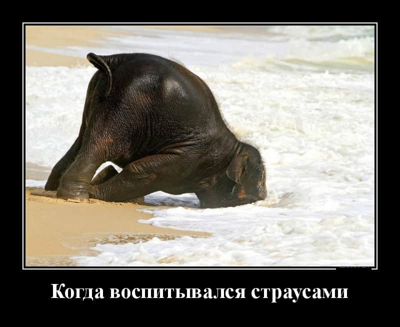 Хостинг картинок yapx.ru