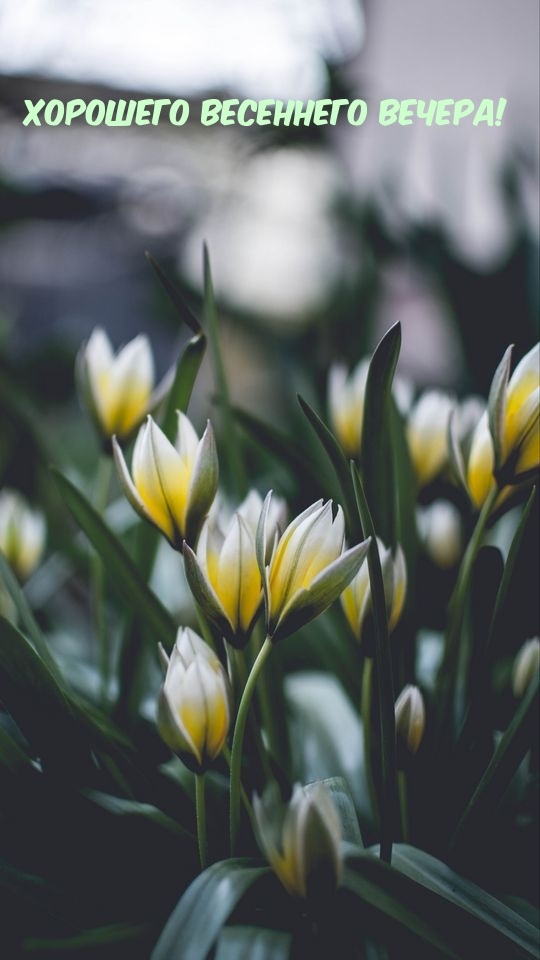 Открытки весеннего доброго вечера.