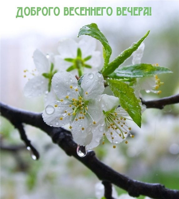 Чудесная картинка фантастического весеннего вечера.