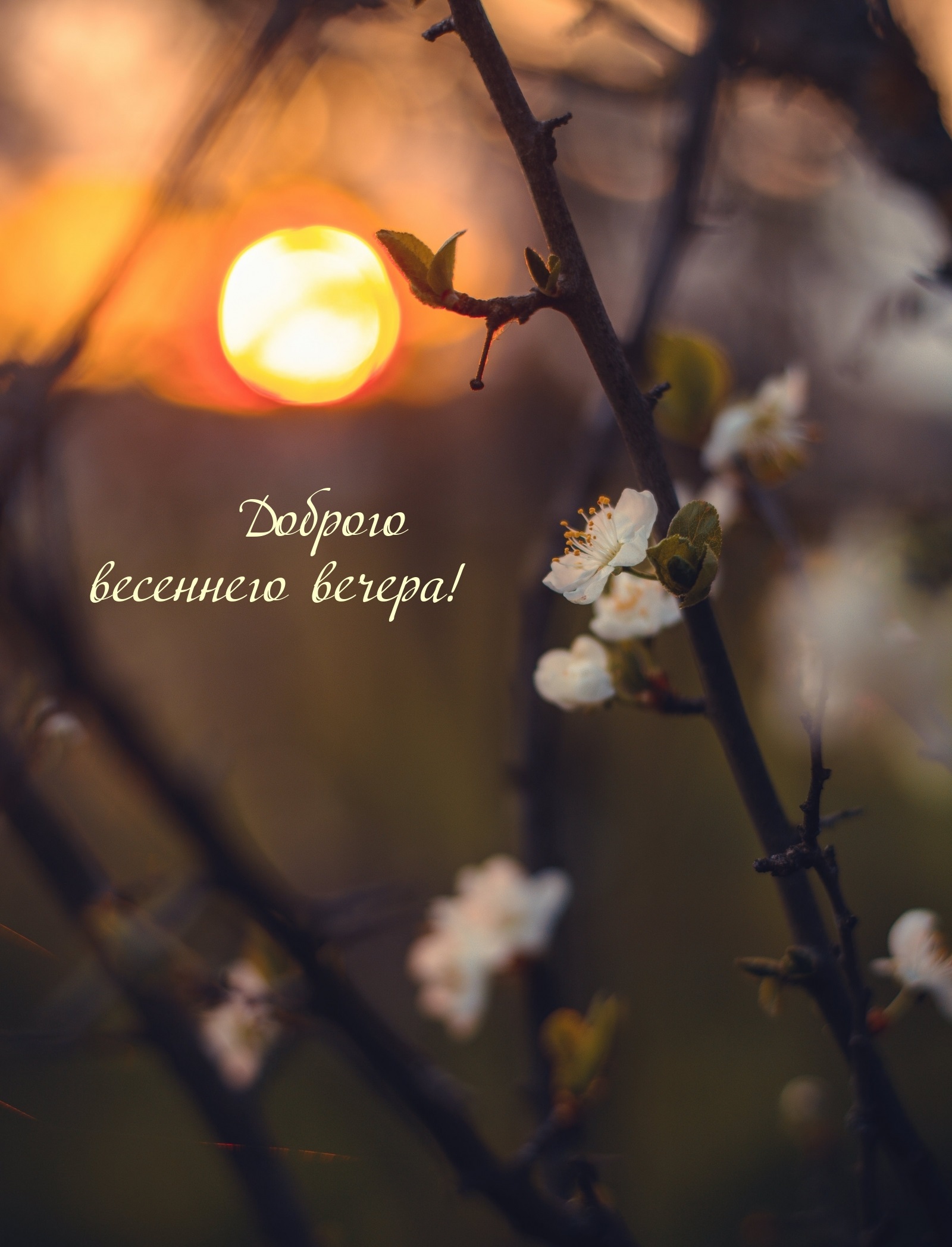 Коллекция весенних картинок на вечер.