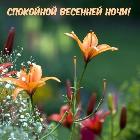 Хостинг картинок yapx.ru