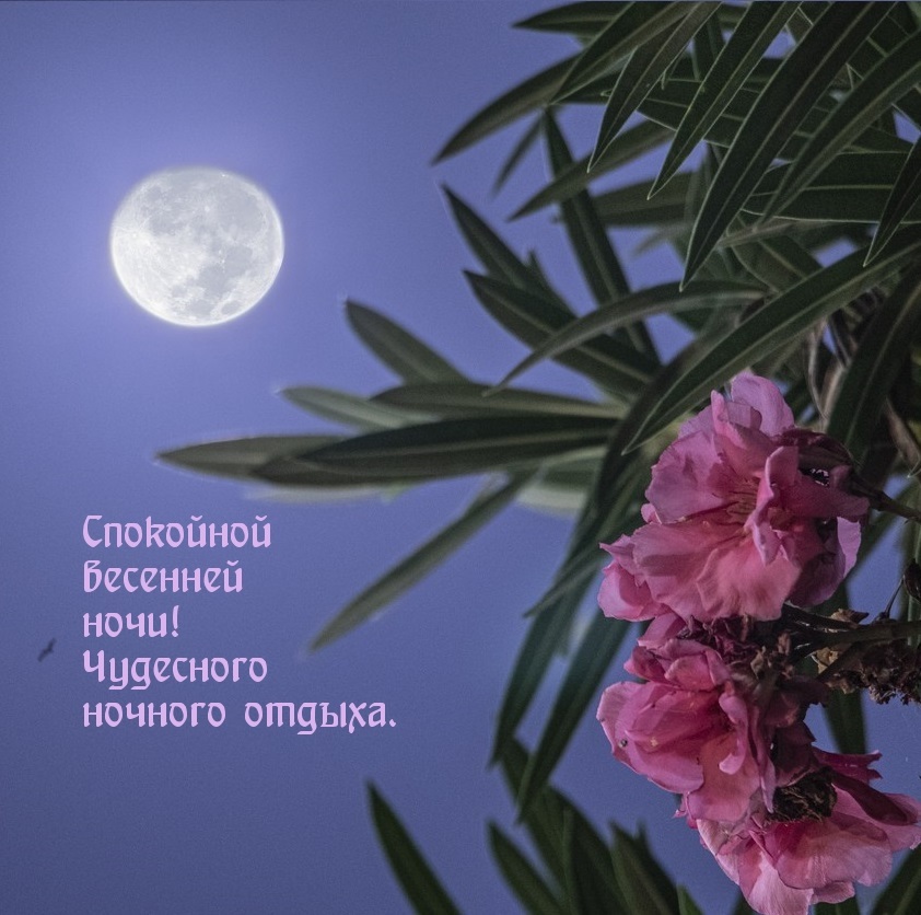 Хостинг картинок yapx.ru