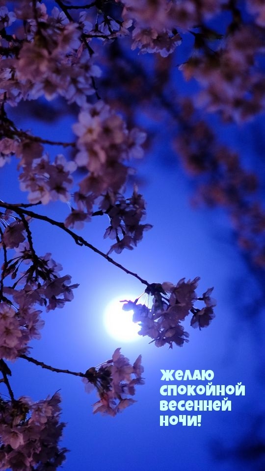 Хостинг картинок yapx.ru