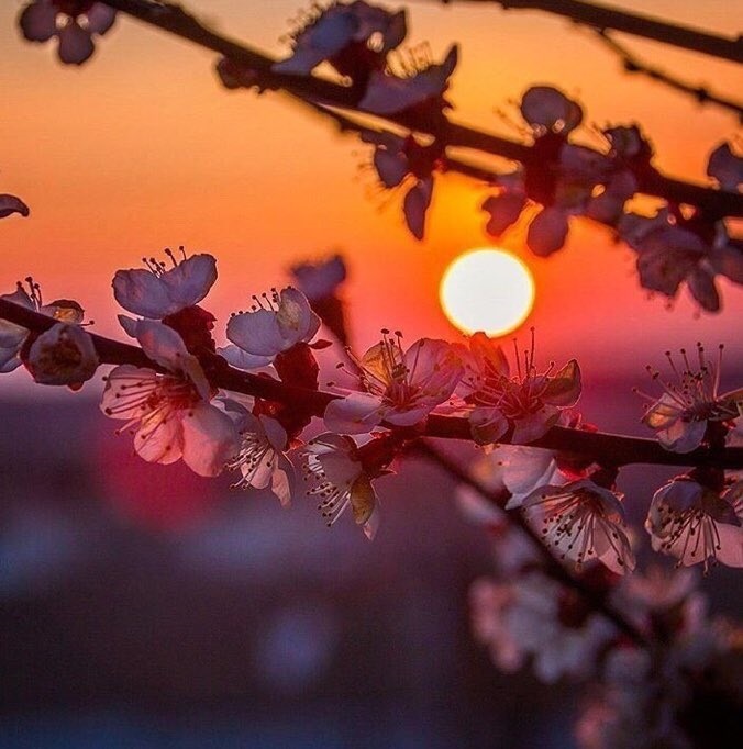 Хостинг картинок yapx.ru