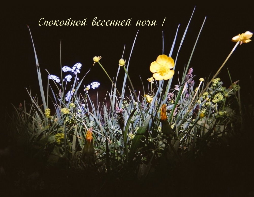 Хостинг картинок yapx.ru