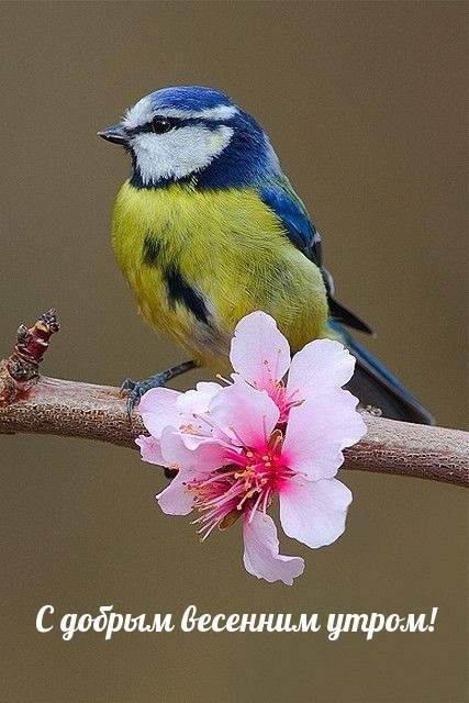 Хостинг картинок yapx.ru