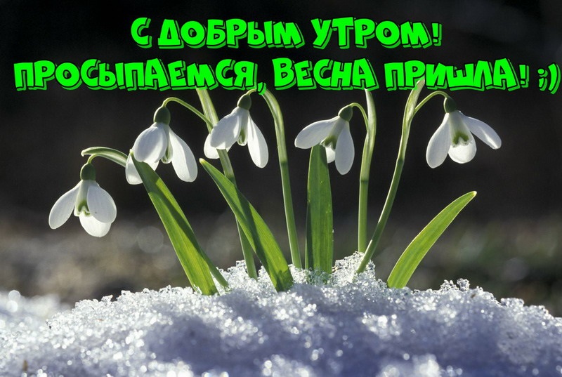 Хостинг картинок yapx.ru