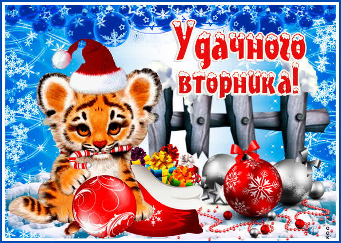 Необычная открытка удачного вторника с тигрёнком Необычная открытка удачного вторника с тигрёнком