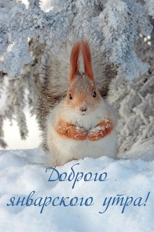 Новогодние открытки с добрым утром с белочкой