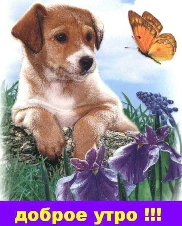 Доброе утро, Открытки, Картинки с собаками Доброе утро, Открытки, Картинки с собаками