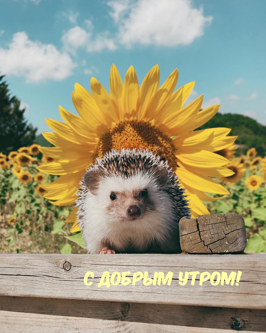 С добрым утром! - картинка с надписью. Доброе утро Ежик в подсолнухах! С добрым утром! - картинка с надписью. Доброе утро Ежик в подсолнухах!