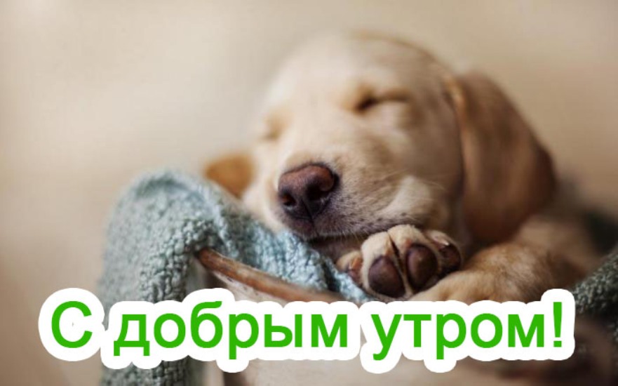 Милый песик и утреннее пожелание Доброе утро с животными Милый песик и утреннее пожелание Доброе утро с животными