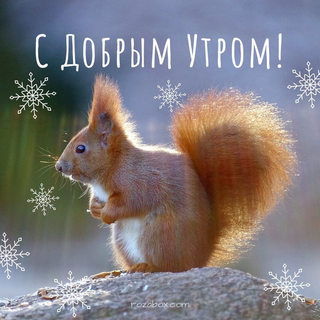 Картинки с добрым утром - Белки и орешки. Картинки с добрым утром - Белки и орешки.