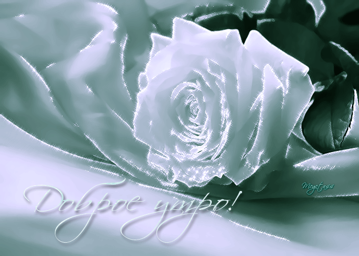 Красивая гифка Белые розы с добрым утром Красивая гифка Белые розы с добрым утром