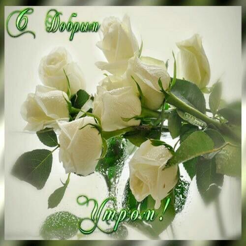 Открытка с белыми розами доброе утро Открытка с белыми розами доброе утро