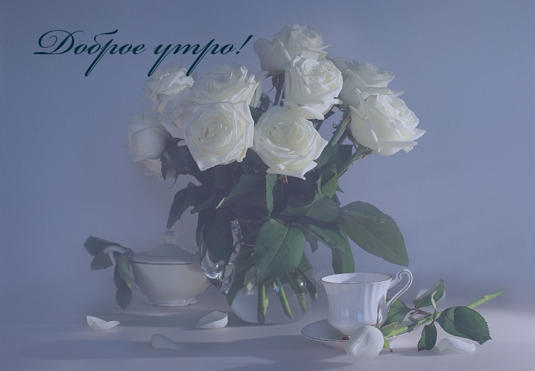 Картинки с надписями, Доброе утро! Натюрморт с белой розой Картинки с надписями, Доброе утро! Натюрморт с белой розой