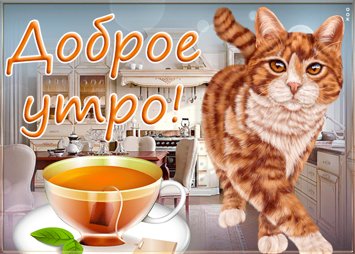 Удивительная гифка доброе утро с рыжим котом! Удивительная гифка доброе утро с рыжим котом!